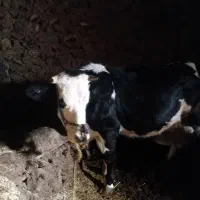 گاو|حیوانات مزرعه|کلاترزان, |دیوار