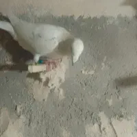 کبوتر پرشی جوون قلدور