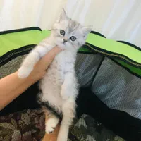 شهر گربه های خانگی سیلور و بلو و گلد