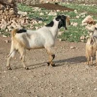 بز نر