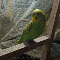 مرغ عشق|پرنده|سراوان, |دیوار