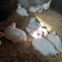 مرغ گوشتی و اکبر جوجه ایی