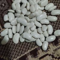 لوبیا سفید|خوردنی و آشامیدنی|ملکان, |دیوار