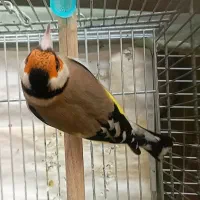 سهره گلبلند عتیغه تازه صاف