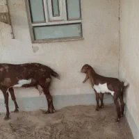 بز پاکستانی و کهره نر پاکستانی|حیوانات مزرعه|برازجان, |دیوار