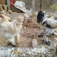 خروس برهما|حیوانات مزرعه|هشتگرد, فاز ۳ مهستان|دیوار