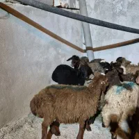 11عدد بره افشار|حیوانات مزرعه|بیرانوند, |دیوار