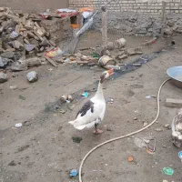 غازنر