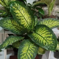 روز مادر گل ببر