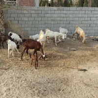 گله گوسفند فروشی|حیوانات مزرعه|عنبرآباد, |دیوار
