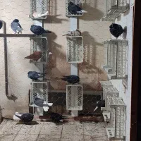 کبوتر رنگی فروشی یکجا