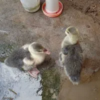 جوجه قوغاز 4 روزه و 25 روزه