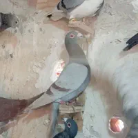 گمشده کسی گرفته خریدارم