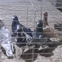 پنج عدد زاجر