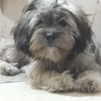 پاپی ماده ۶ ماهه