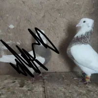 کفتر طوقی نر هفترنگ|پرنده|اصفهان, محمودیه|دیوار