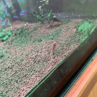 ماهی گیاه خوار تترا|ماهی|رشت, نیکمرام|دیوار