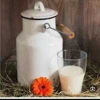 شیر تازه گوسفند