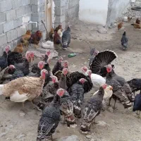 حیوانات|حیوانات مزرعه|مشگین شهر, |دیوار