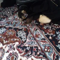 یک جفت اردک و یک عدد جوجه رسمی