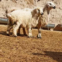 6راس میش بره دار ،گوسفند ،بره ،بز