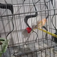 قناری ماده|پرنده|تهران, قلمستان|دیوار