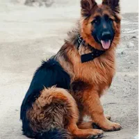 یک عدد سگ ژرمن ۲ نیم ساله