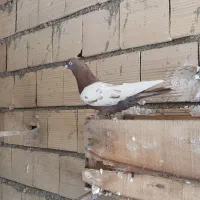 کبوتر سینه ای