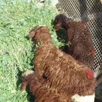 بره نره وماده قیمت مفت