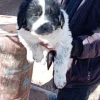 توله سگ قدرجونی|سگ|برخوار, |دیوار