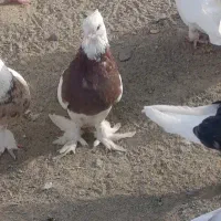 اگهی بخون|پرنده|کهنوج, |دیوار