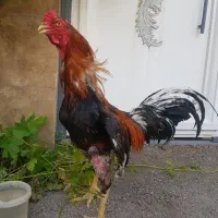 خروس لاری