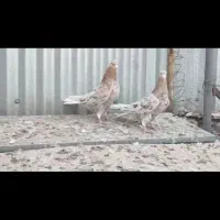 شخمی مایدوم