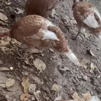 بوقلمون|حیوانات مزرعه|مشگین شهر, |دیوار