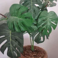 درختچه کوچک