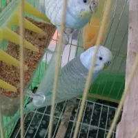 فروش مرغ عشق سالم زیبا سرحال|پرنده|سردشت, |دیوار