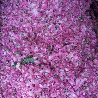 گل محمدی تازه