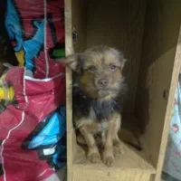 سگ واگذاری نر توله