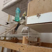 عروس هلندی نر و ماده|پرنده|مشهد, بلال|دیوار