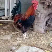 فروشنده