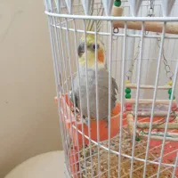 عروس هلندی|پرنده|مشهد, رضاییه|دیوار