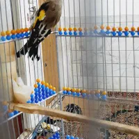 سهره سقا کرمونی بخون دوساله|پرنده|کرمان, |دیوار