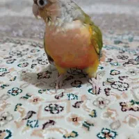 طوطیگرینچیک|پرنده|قائن, |دیوار