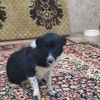 سگ پاکوتاه ماده بی پناه و خسته|سگ|خرمآباد, |دیوار