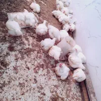 مرغ گوشتی|حیوانات مزرعه|مشهد, كنويست|دیوار
