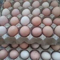 تخم مرغ محلی