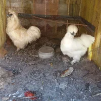 جفت ابریشمی