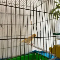 قناری نر و ماده