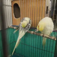 عروس هلندی مولد|پرنده|مشکین‌دشت, |دیوار