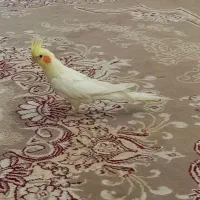 عروس هلندی|پرنده|مشهد, باغ فراگرد|دیوار